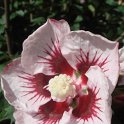 Hibiscus syriacus 'Lady Stanley' fleur P10